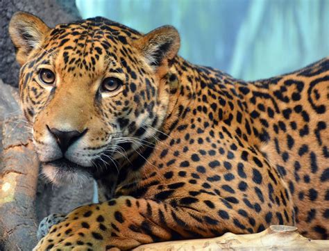 informacion sobre el jaguar